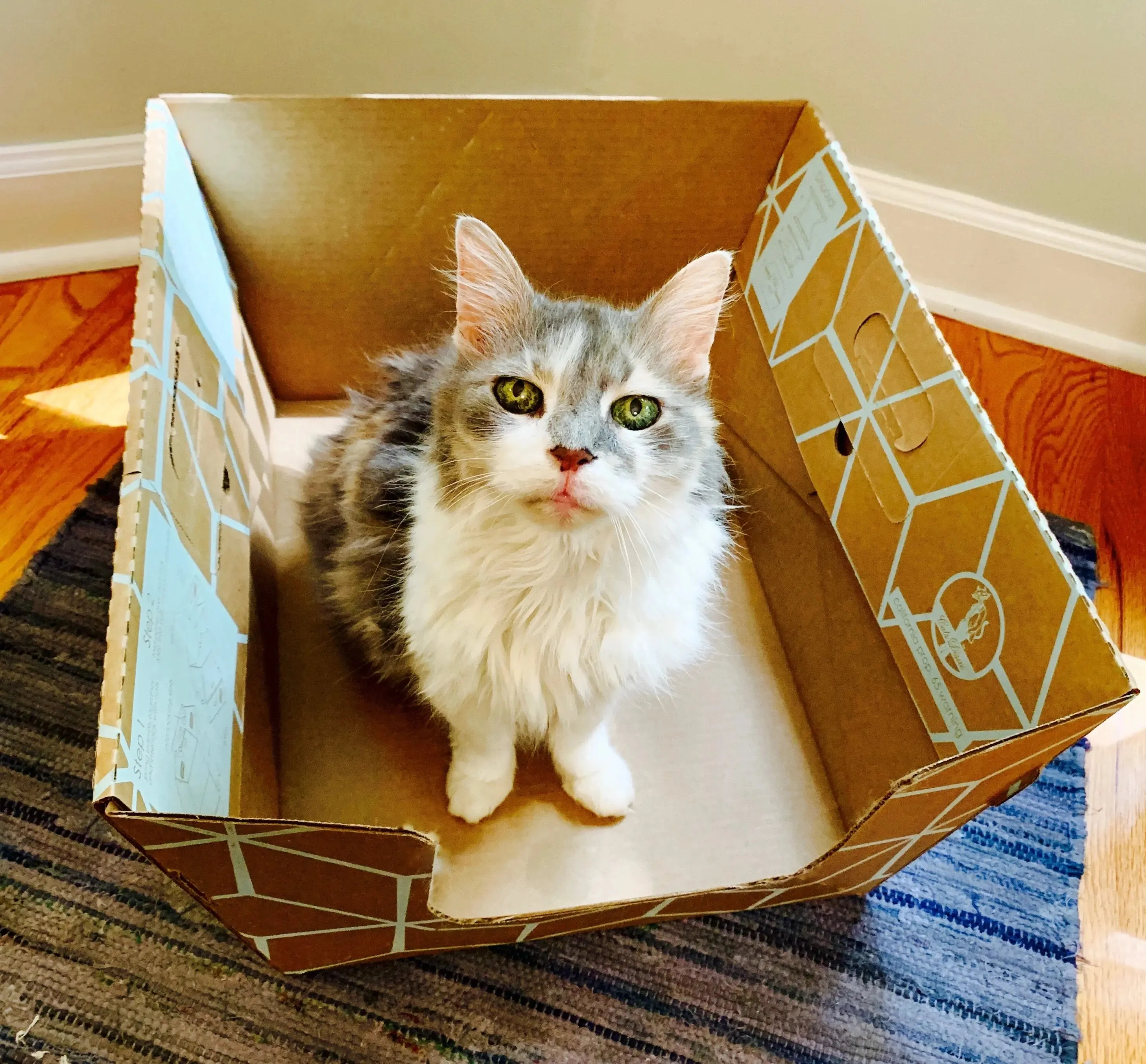 CATS DESIRE DISPOSABLE LITTER BOXES