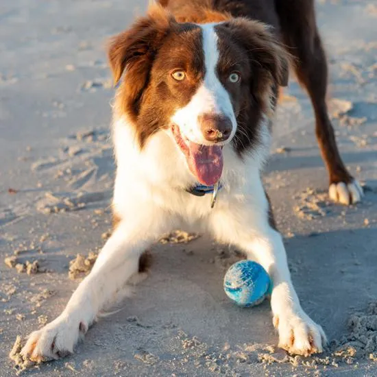 Rogz Squeekz Ball Dog Toy Blue