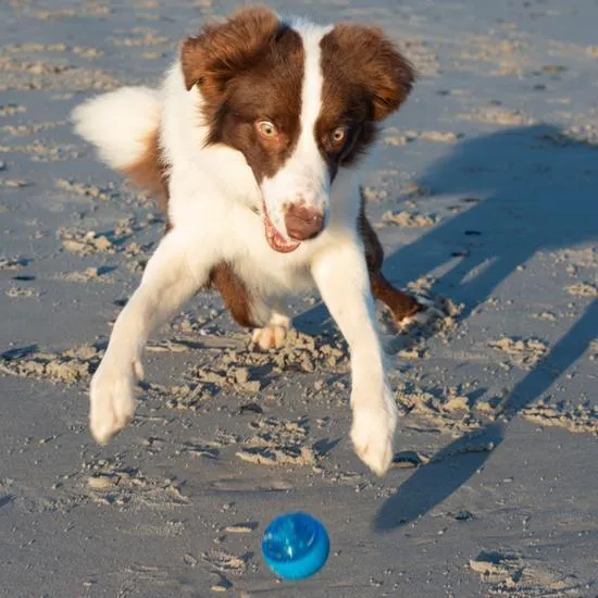 Rogz Squeekz Ball Dog Toy Blue