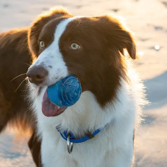 Rogz Squeekz Ball Dog Toy Blue