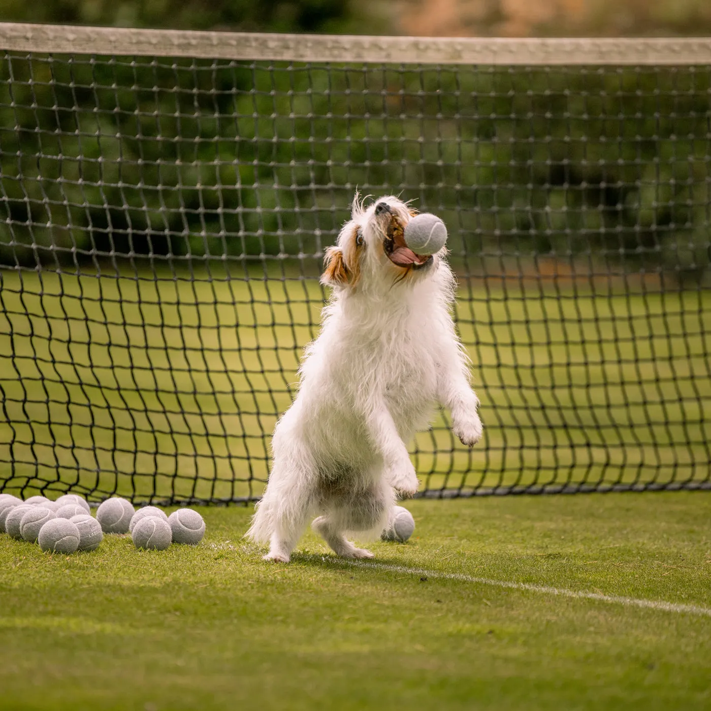 Super Bounce Tennis Balls 3 Pack by Lords & Labradors